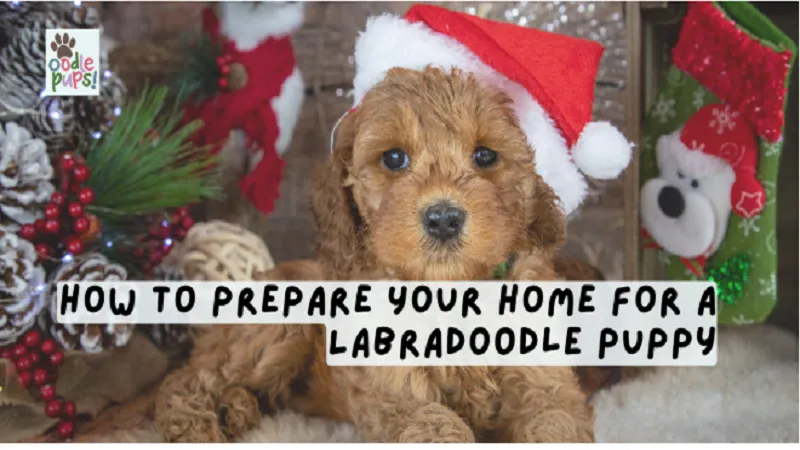 How to Prepare Your Home for a Labradoodle Puppy